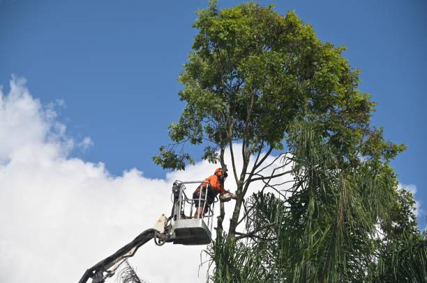 How Our Tree Care Process Works  in  Burnettown, SC